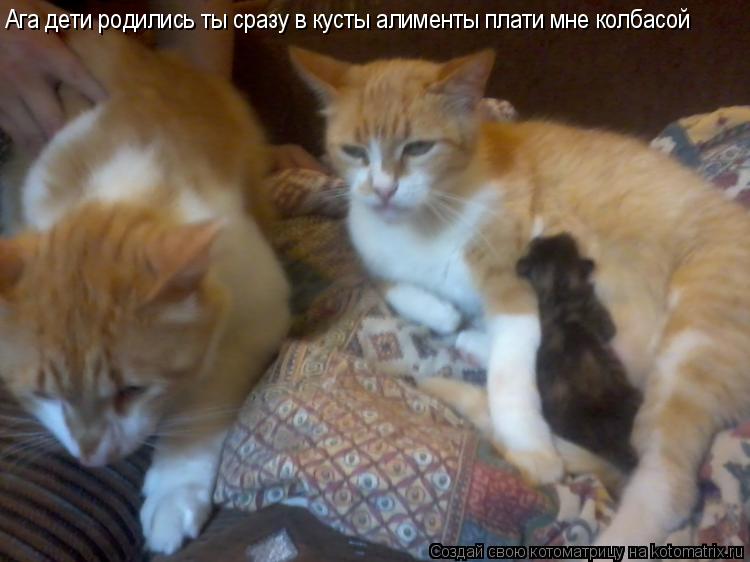 Ага дети родились ты сразу в кусты алименты плати мне колбасой... Котоматрица: Ага дети родились ты сразу в кусты алименты плати мне колбасой