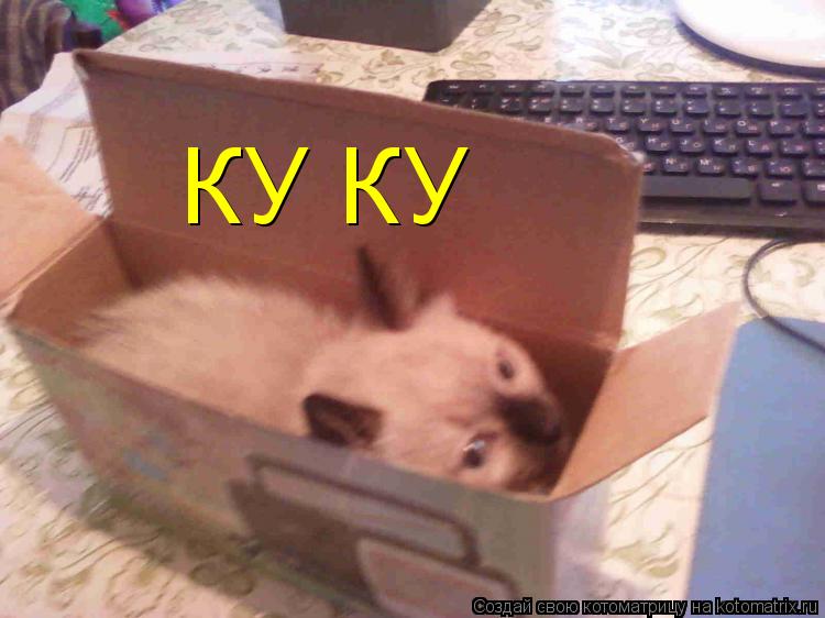 КУ КУ... Котоматрица: КУ КУ