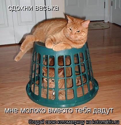 сдохни васька мне молоко вместо тебя дадут... Котоматрица: сдохни васька мне молоко вместо тебя дадут