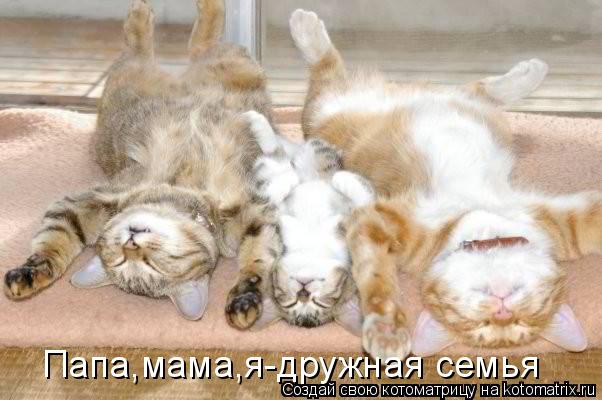 Папа,мама,я-дружная семья... Котоматрица: Папа,мама,я-дружная семья
