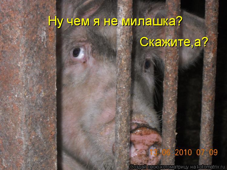 Ну чем я не милашка? Скажите,а?... Котоматрица: Ну чем я не милашка? Скажите,а?