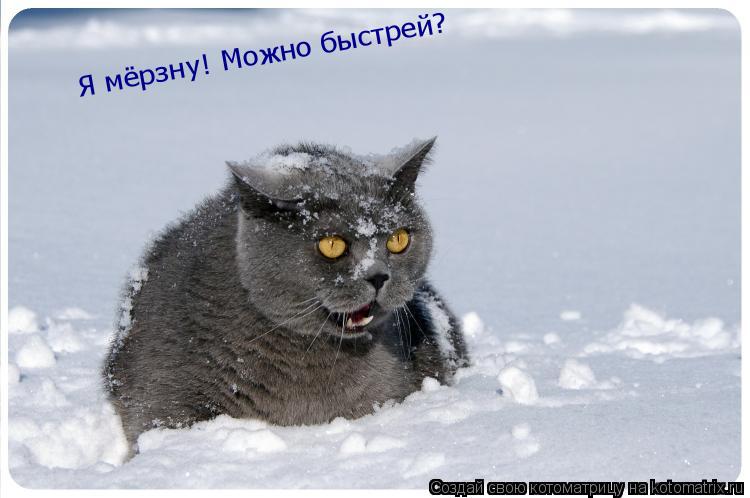 Я мёрзну! Можно быстрей?... Котоматрица: Я мёрзну! Можно быстрей?