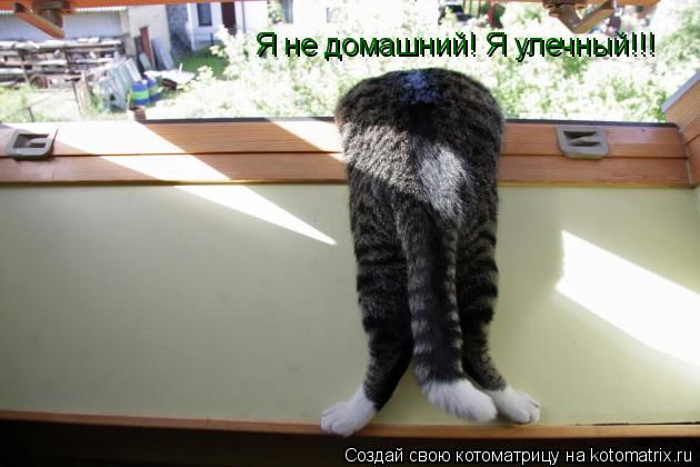 Я не домашний! Я улечный!!!... Котоматрица: Я не домашний! Я улечный!!!