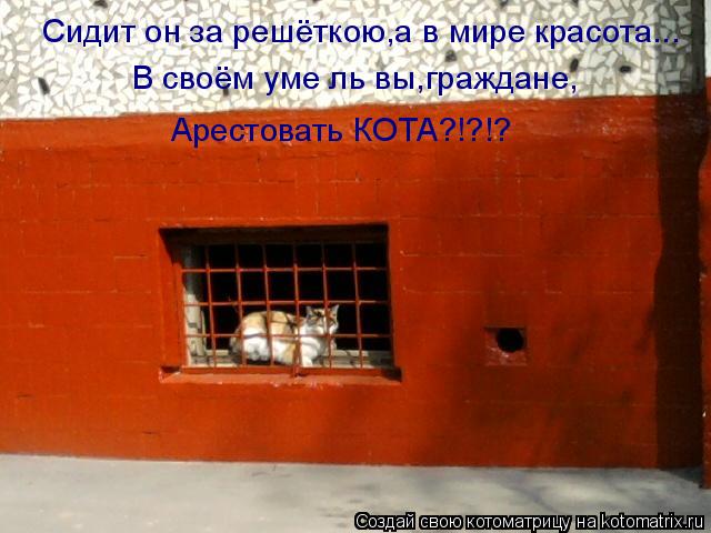 Сидит он за решёткою,а в мире красота... В своём уме ль вы,граждане, Арестовать КОТА?!?!?... Котоматрица: Сидит он за решёткою,а в мире красота... В своём уме ль вы,граждане, Арестовать КОТА?!?!?