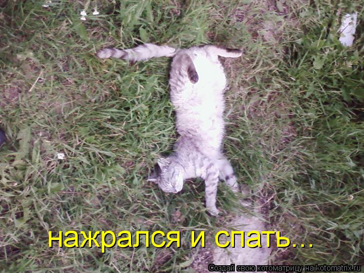 нажрался и спать...... Котоматрица: нажрался и спать...