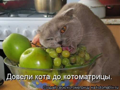 Довели кота до котоматрицы.... Котоматрица: Довели кота до котоматрицы.