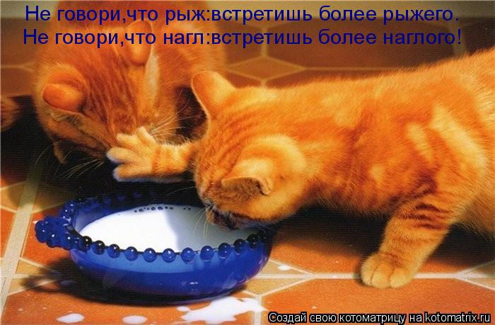 Не говори,что рыж:встретишь более рыжего. Не говори,что нагл:встретишь более наглого!... Котоматрица: Не говори,что рыж:встретишь более рыжего. Не говори,что нагл:встретишь более наглого!