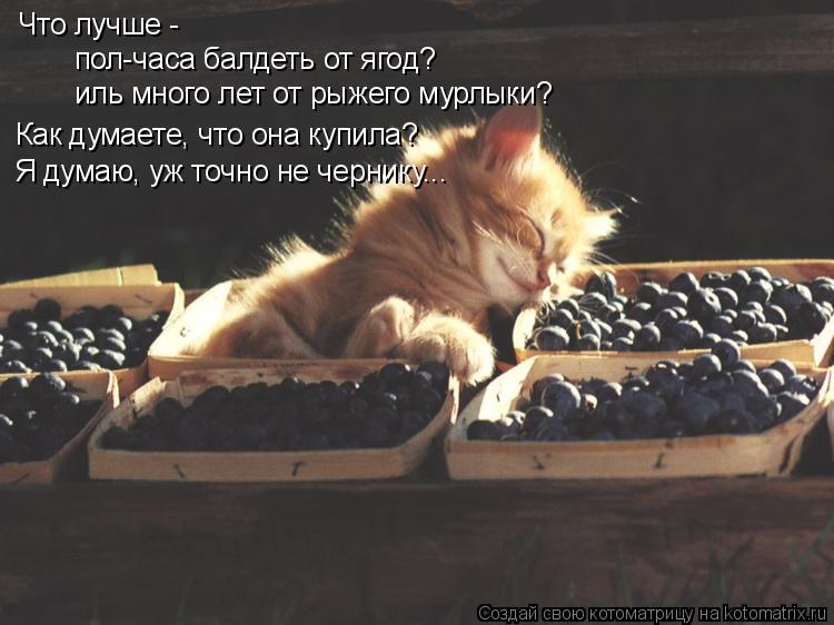 Что лучше - пол-часа балдеть от ягод? иль много лет от рыжего мурлыки? Как думаете, что она купила... Котоматрица: Что лучше - пол-часа балдеть от ягод? иль много лет от рыжего мурлыки? Как думаете, что она купила? Я думаю, уж точно не чернику...