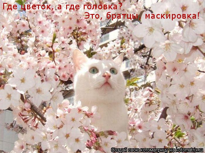 Где цветок, а где головка? Это, братцы, маскировка!... Котоматрица: Где цветок, а где головка? Это, братцы, маскировка!