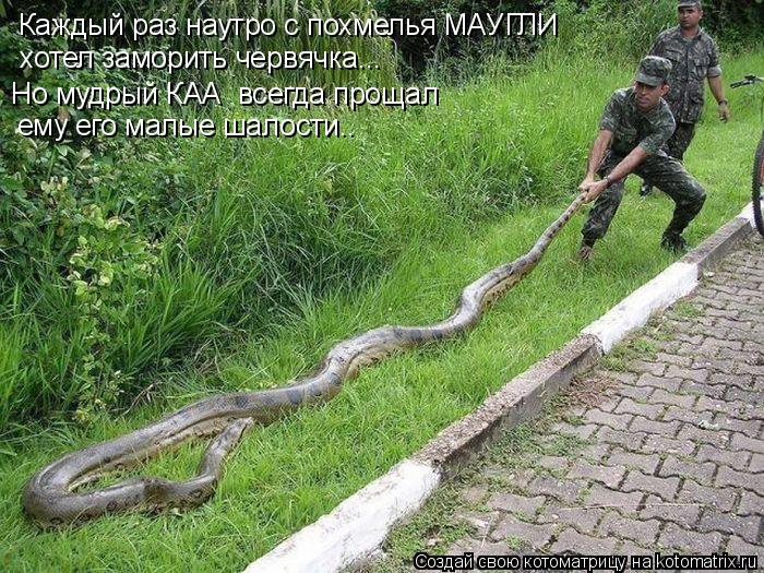 Каждый раз наутро с похмелья МАУГЛИ хотел заморить червячка... Но мудрый КАА всегда прощал ему его ... Котоматрица: Каждый раз наутро с похмелья МАУГЛИ хотел заморить червячка... Но мудрый КАА всегда прощал ему его малые шалости..