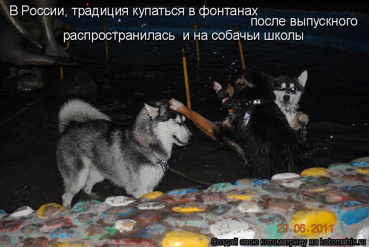 В России, традиция купаться в фонтанах после выпускного распространилась и на собачьи школы... Котоматрица: В России, традиция купаться в фонтанах после выпускного распространилась и на собачьи школы