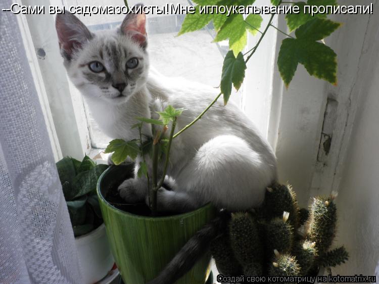 --Сами вы садомазохисты!Мне иглоукалывание прописали!... Котоматрица: --Сами вы садомазохисты!Мне иглоукалывание прописали!
