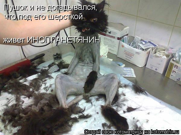 Пушок и не догадывался, что под его шерсткой живет ИНОПЛАНЕТЯНИН... Котоматрица: Пушок и не догадывался, что под его шерсткой живет ИНОПЛАНЕТЯНИН