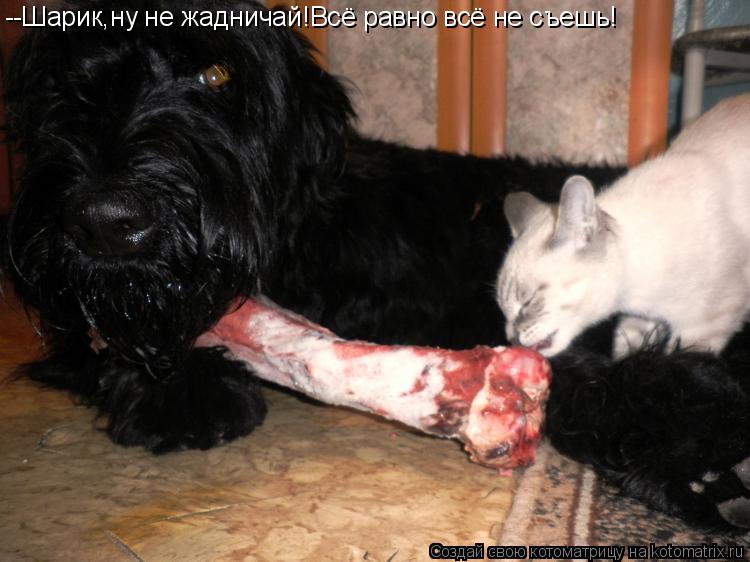 --Шарик,ну не жадничай!Всё равно всё не съешь!... Котоматрица: --Шарик,ну не жадничай!Всё равно всё не съешь!