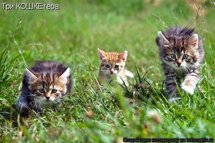 Три КОШКЕтёра... Котоматрица: Три КОШКЕтёра
