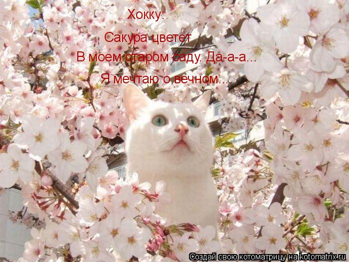 Хокку: Сакура цветет В моем старом саду. Да-а-а... Я мечтаю о вечном....... Котоматрица: Хокку: Сакура цветет В моем старом саду. Да-а-а... Я мечтаю о вечном....