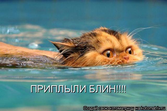 ПРИПЛЫЛИ БЛИН!!!!... Котоматрица: ПРИПЛЫЛИ БЛИН!!!!