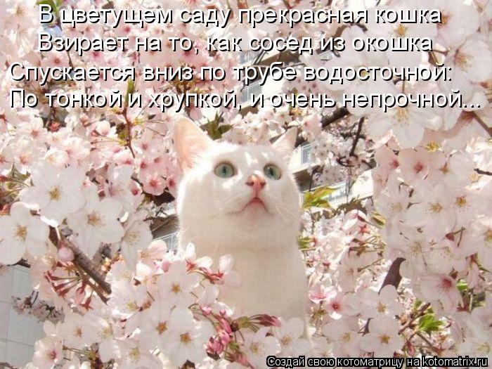 В цветущем саду прекрасная кошка Взирает на то, как сосед из окошка По тонкой и хрупкой, и очень непр... Котоматрица: В цветущем саду прекрасная кошка Взирает на то, как сосед из окошка По тонкой и хрупкой, и очень непрочной... Спускается вниз по трубе водост