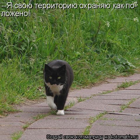 --Я свою территорию охраняю как по- ложено!... Котоматрица: --Я свою территорию охраняю как по- ложено!