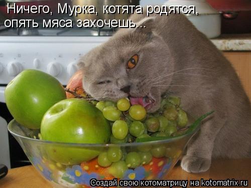 Ничего, Мурка, котята родятся, опять мяса захочешь...... Котоматрица: Ничего, Мурка, котята родятся, опять мяса захочешь...