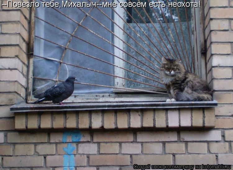 --Повезло тебе,Михалыч--мне совсем есть неохота!... Котоматрица: --Повезло тебе,Михалыч--мне совсем есть неохота!