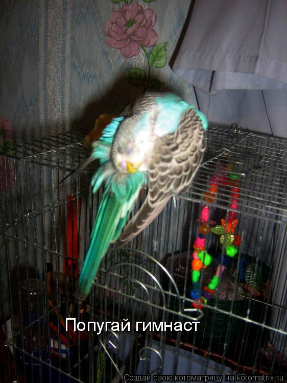 Попугай гимнаст... Котоматрица: Попугай гимнаст