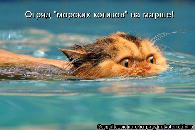 Отряд "морских котиков" на марше!... Котоматрица: Отряд "морских котиков" на марше!