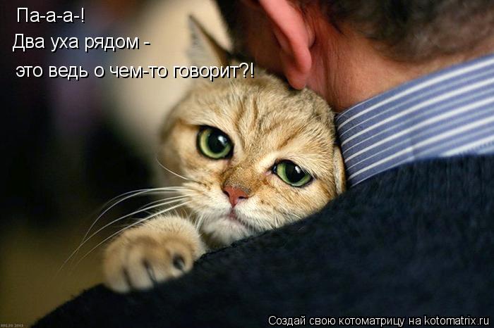 Па-а-а-! Два уха рядом - это ведь о чем-то говорит?!... Котоматрица: Па-а-а-! Два уха рядом - это ведь о чем-то говорит?!