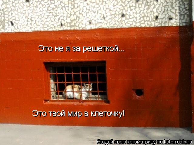Это не я за решеткой... Это твой мир в клеточку!... Котоматрица: Это не я за решеткой... Это твой мир в клеточку!