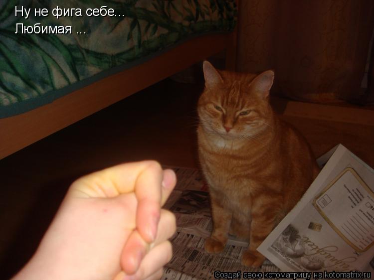 Ну не фига себе... Любимая ...... Котоматрица: Ну не фига себе... Любимая ...