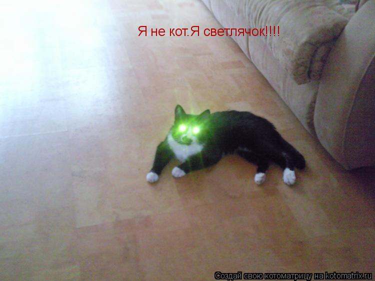 Я не кот.Я светлячок!!!!... Котоматрица: Я не кот.Я светлячок!!!!