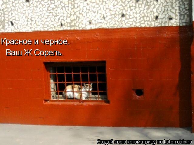 Красное и черное. Ваш Ж.Сорель.... Котоматрица: Красное и черное. Ваш Ж.Сорель.