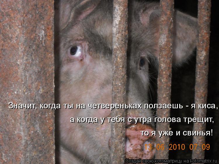 а когда у тебя с утра голова трещит, то я уже и свинья! то я уже и свинья! Значит, когда ты на четве... Котоматрица: а когда у тебя с утра голова трещит, то я уже и свинья! то я уже и свинья! Значит, когда ты на четвереньках ползаешь - я киса,