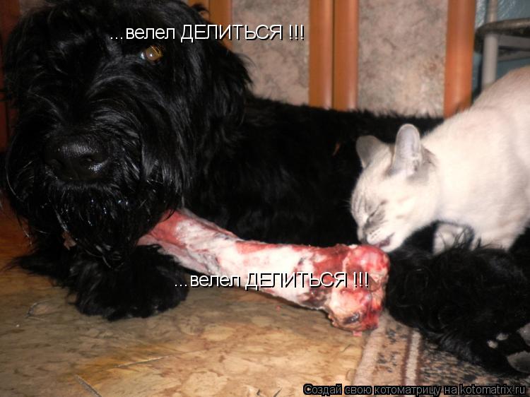 ...велел ДЕЛИТЬСЯ !!! ...велел ДЕЛИТЬСЯ !!!... Котоматрица: ...велел ДЕЛИТЬСЯ !!! ...велел ДЕЛИТЬСЯ !!!