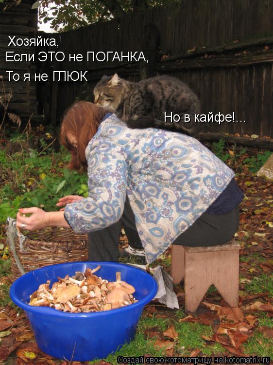 Хозяйка, Если ЭТО не ПОГАНКА, То я не ГЛЮК Но в кайфе!...... Котоматрица: Хозяйка, Если ЭТО не ПОГАНКА, То я не ГЛЮК Но в кайфе!...