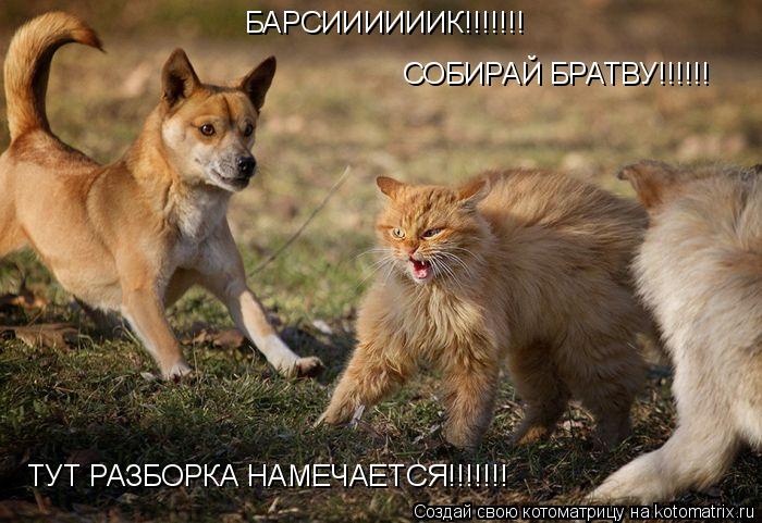 БАРСИИИИИИК!!!!!!! СОБИРАЙ БРАТВУ!!!!!! ТУТ РАЗБОРКА НАМЕЧАЕТСЯ!!!!!!!... Котоматрица: БАРСИИИИИИК!!!!!!! СОБИРАЙ БРАТВУ!!!!!! ТУТ РАЗБОРКА НАМЕЧАЕТСЯ!!!!!!!