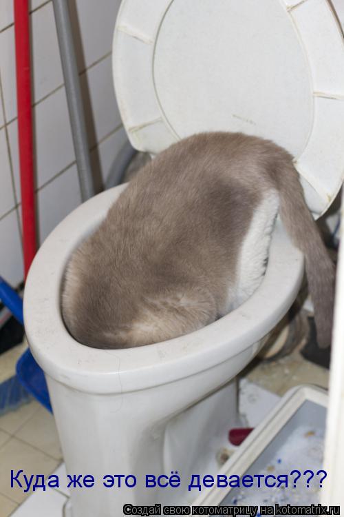Куда же это всё девается???... Котоматрица: Куда же это всё девается???