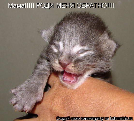 Мама!!!!! РОДИ МЕНЯ ОБРАТНО!!!!... Котоматрица: Мама!!!!! РОДИ МЕНЯ ОБРАТНО!!!!