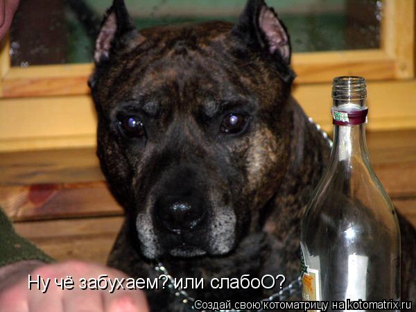 Ну чё забухаем? или слабоО?... Котоматрица: Ну чё забухаем? или слабоО?