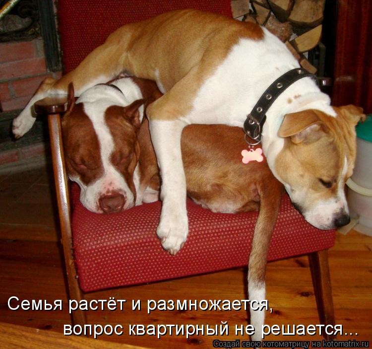 вопрос квартирный не решается... Семья растёт и размножается,... Котоматрица: вопрос квартирный не решается... Семья растёт и размножается,