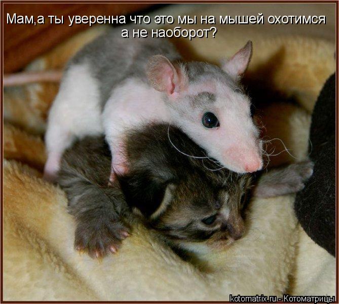 Котоматрица: Мам,а ты уверенна что это мы на мышей охотимся   а не наоборот?