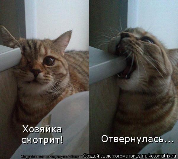 Хозяйка смотрит! Отвернулась...... Котоматрица: Хозяйка смотрит! Отвернулась...