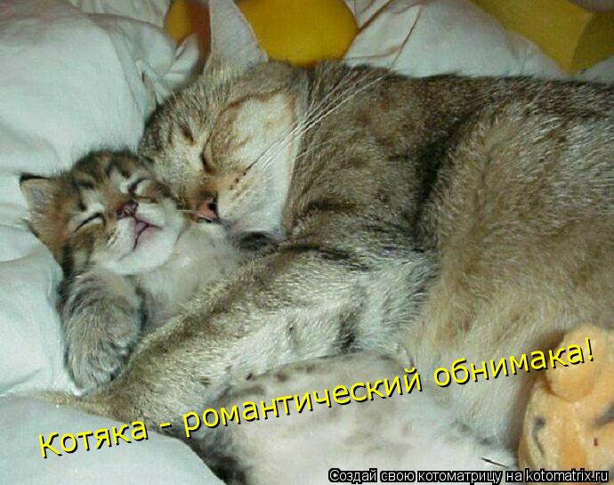 Котяка - романтический обнимака!... Котоматрица: Котяка - романтический обнимака!