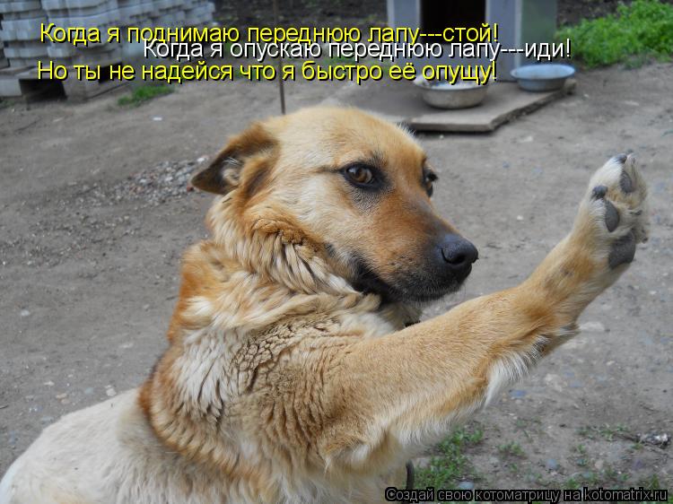 Когда я поднимаю переднюю лапу---стой! Когда я опускаю переднюю лапу---иди! Но ты не надейся что я бы... Котоматрица: Когда я поднимаю переднюю лапу---стой! Когда я опускаю переднюю лапу---иди! Но ты не надейся что я быстро её опущу!