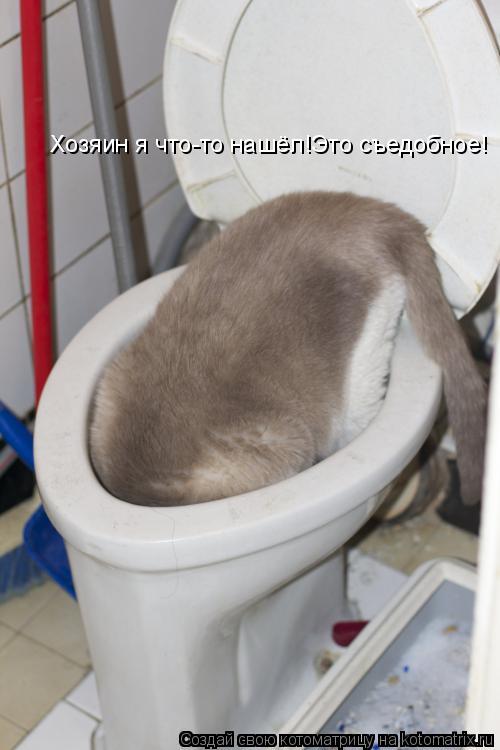 Хозяин я что-то нашёл!Это съедобное!... Котоматрица: Хозяин я что-то нашёл!Это съедобное!