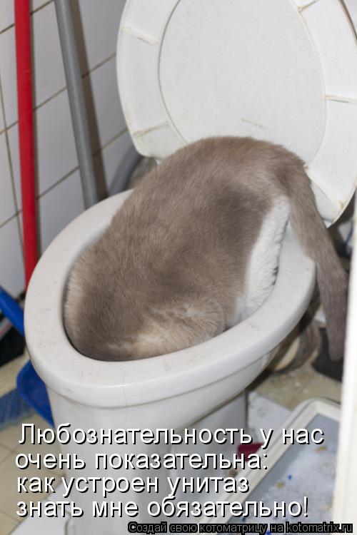 очень показательна: как устроен унитаз Любознательность у нас знать мне обязательно!... Котоматрица: очень показательна: как устроен унитаз Любознательность у нас знать мне обязательно!