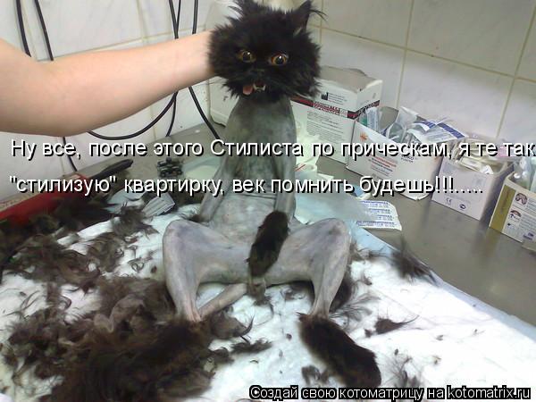 Ну все, после этого Стилиста по прическам, я те так "стилизую" квартирку, век помнить будешь!!!........ Котоматрица: Ну все, после этого Стилиста по прическам, я те так "стилизую" квартирку, век помнить будешь!!!.....