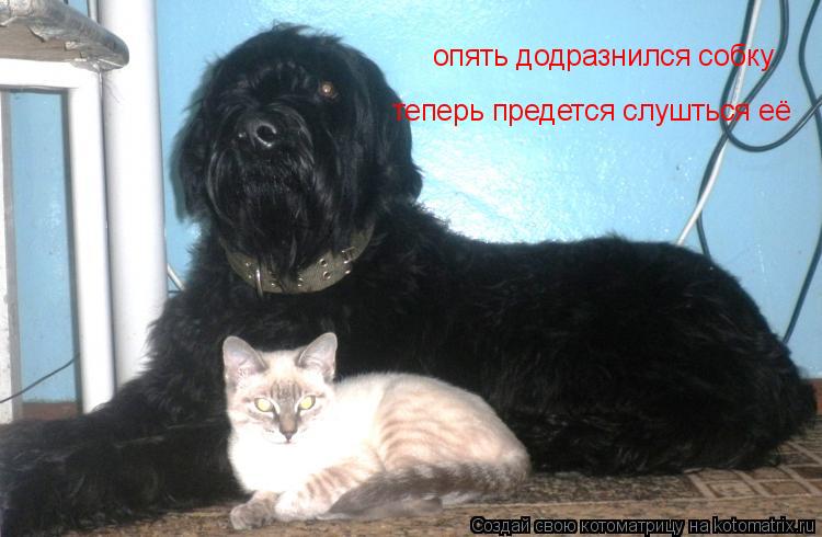 опять додразнился собку теперь предется слушться её... Котоматрица: опять додразнился собку теперь предется слушться её