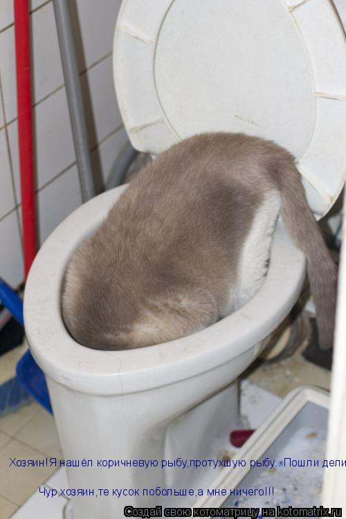 Хозяин!Я нашёл коричневую рыбу,протухшую рыбу...Пошли делить! Чур,хозяин,те кусок побольше,а мне ниче... Котоматрица: Хозяин!Я нашёл коричневую рыбу,протухшую рыбу...Пошли делить! Чур,хозяин,те кусок побольше,а мне ничего!!!