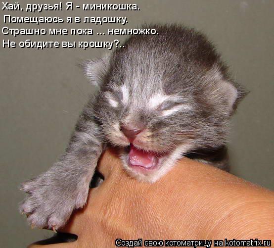 Хай, друзья! Я - миникошка. Помещаюсь я в ладошку. Страшно мне пока ... немножко. Не обидите вы крошк... Котоматрица: Хай, друзья! Я - миникошка. Помещаюсь я в ладошку. Страшно мне пока ... немножко. Не обидите вы крошку?..